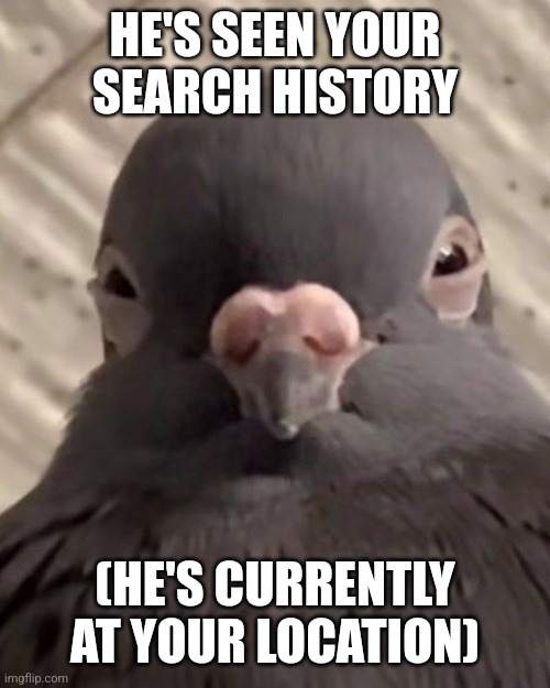 He's after me too :[ | HE'S SEEN YOUR SEARCH HISTORY; (HE'S CURRENTLY AT YOUR LOCATION) | image tagged in pigeon,search history | made w/ Imgflip meme maker