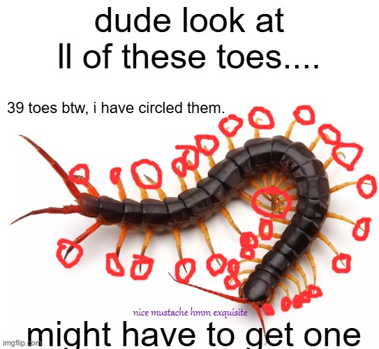 dude look at ll of these toes.... 39 toes btw, i have circled them. might have to get one; nice mustache hmm exquisite | made w/ Imgflip meme maker