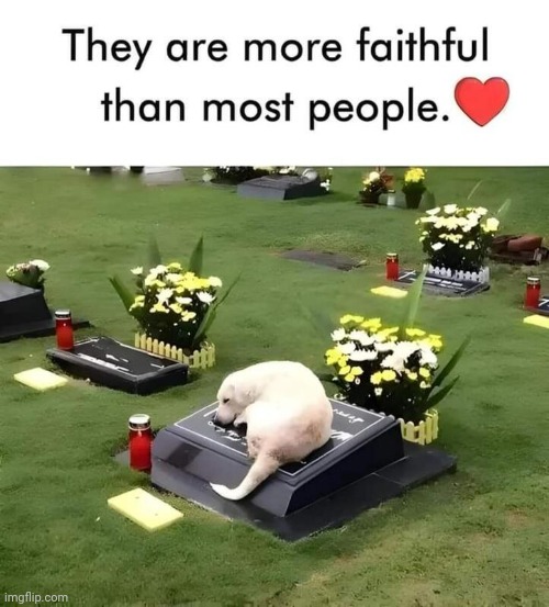 Dogs are more faithful | image tagged in dogs,faithful | made w/ Imgflip meme maker