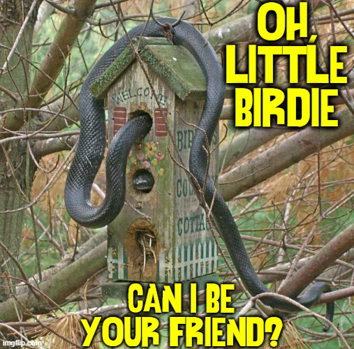 A friendly snake dropped by while you were out | OH, LITTLE BIRDIE; CAN I BE YOUR FRIEND? | image tagged in snakes,vince vance,bird house,water moccasin,memes,birds | made w/ Imgflip meme maker