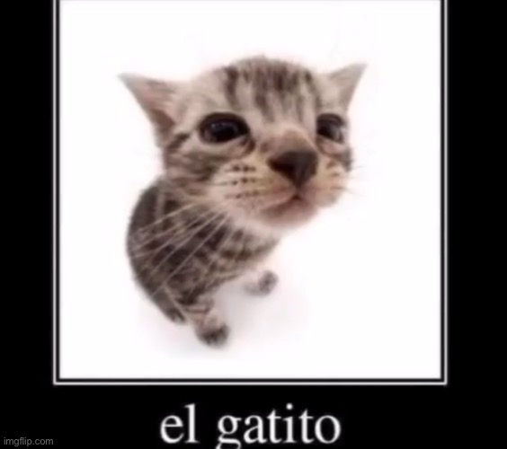 image tagged in el gatito | made w/ Imgflip meme maker