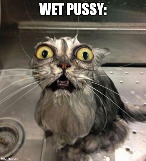 Astonished Wet Cat | WET PUSSY: | image tagged in astonished wet cat | made w/ Imgflip meme maker