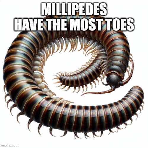 Eden is a millipede | MILLIPEDES HAVE THE MOST TOES | image tagged in eden is a millipede | made w/ Imgflip meme maker