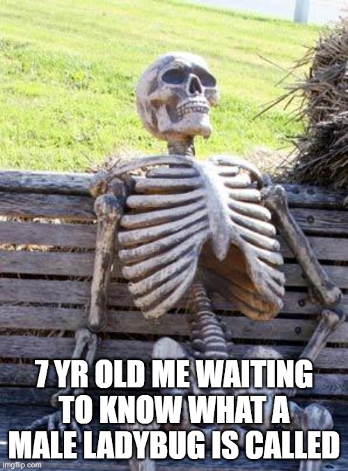 Male ladybugs are still lady bugs? | 7 YR OLD ME WAITING TO KNOW WHAT A MALE LADYBUG IS CALLED | image tagged in memes,waiting skeleton,fun | made w/ Imgflip meme maker