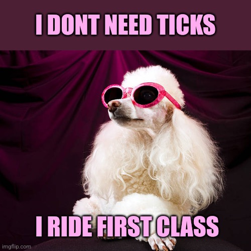 I RIDE FIRST CLASS I DONT NEED TICKS | made w/ Imgflip meme maker