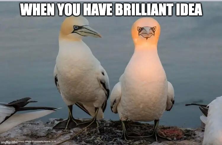 WHEN YOU HAVE BRILLIANT IDEA | image tagged in funny,funny memes,lol so funny,lol | made w/ Imgflip meme maker