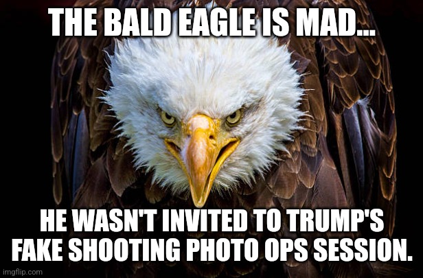 Fake shooting | THE BALD EAGLE IS MAD... HE WASN'T INVITED TO TRUMP'S FAKE SHOOTING PHOTO OPS SESSION. | image tagged in conservative,republican,maga,trump,never trump,democrat | made w/ Imgflip meme maker