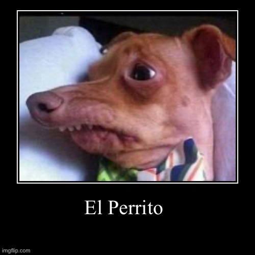 el perrito | image tagged in el perrito | made w/ Imgflip meme maker