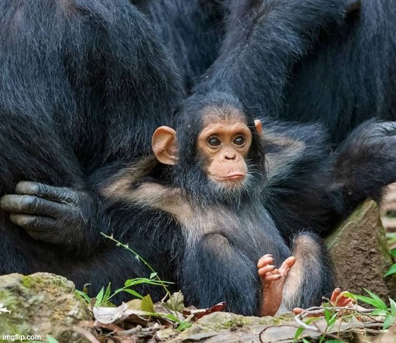 Satisfied Baby Chimp | image tagged in satisfied baby chimp | made w/ Imgflip meme maker