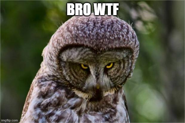 Seriously Owl | BRO WTF | image tagged in seriously owl | made w/ Imgflip meme maker
