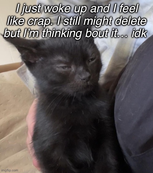 Augh… | I just woke up and I feel like crap. I still might delete but I’m thinking bout it… idk | image tagged in eepy cat | made w/ Imgflip meme maker