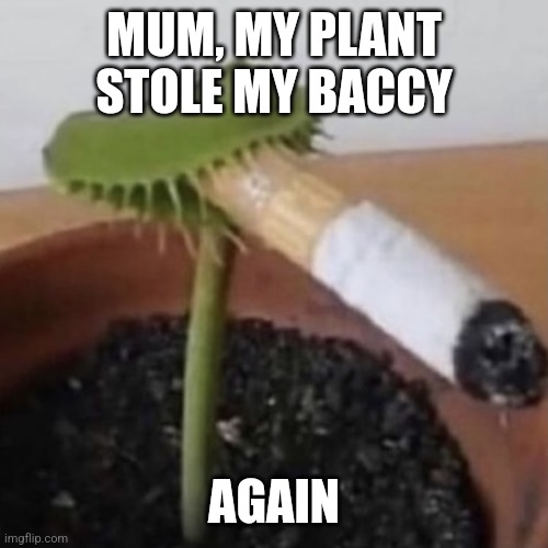 Plant smoking a cigarette | MUM, MY PLANT STOLE MY BACCY; AGAIN | image tagged in plant smoking a cigarette | made w/ Imgflip meme maker