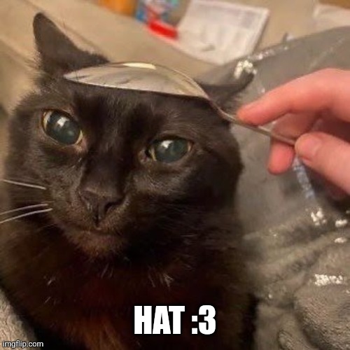 Tell him his hats pretty rn | HAT :3 | image tagged in cat,spoon | made w/ Imgflip meme maker