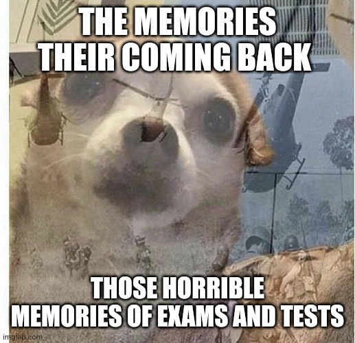 PTSD Chihuahua | THE MEMORIES THEIR COMING BACK THOSE HORRIBLE MEMORIES OF EXAMS AND TESTS | image tagged in ptsd chihuahua | made w/ Imgflip meme maker