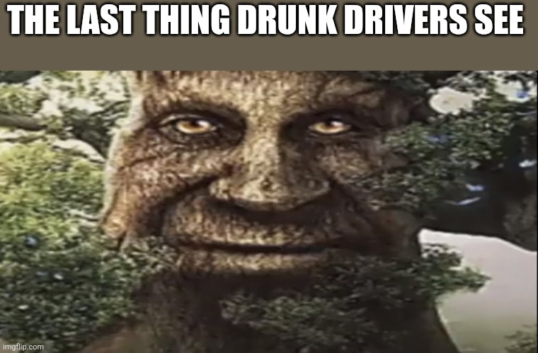 Bru | THE LAST THING DRUNK DRIVERS SEE | image tagged in wise mystical tree | made w/ Imgflip meme maker