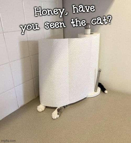 have you seen the cat | Honey, have you seen the cat? | image tagged in paper towels,hiding | made w/ Imgflip meme maker