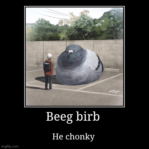 Beeg birb | He chonky | image tagged in funny,demotivationals | made w/ Imgflip demotivational maker