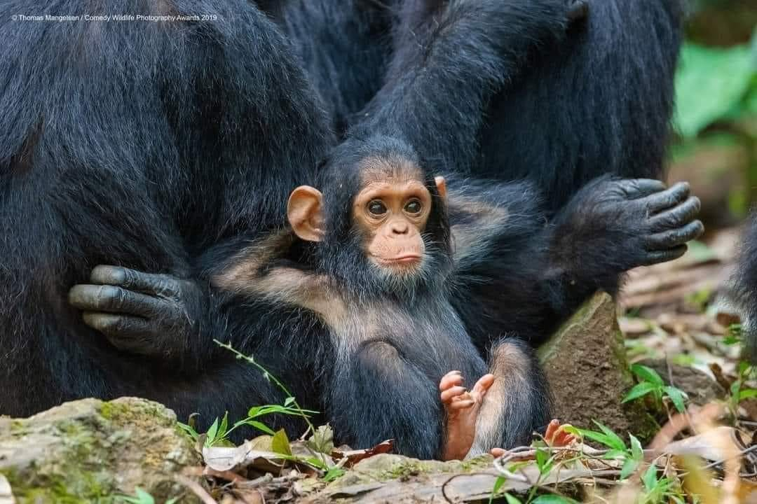 High Quality Relaxed Baby Chimp Blank Meme Template