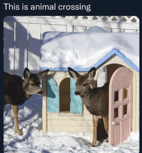 Animal crossing is so much fun istg | image tagged in animal crossing | made w/ Imgflip meme maker