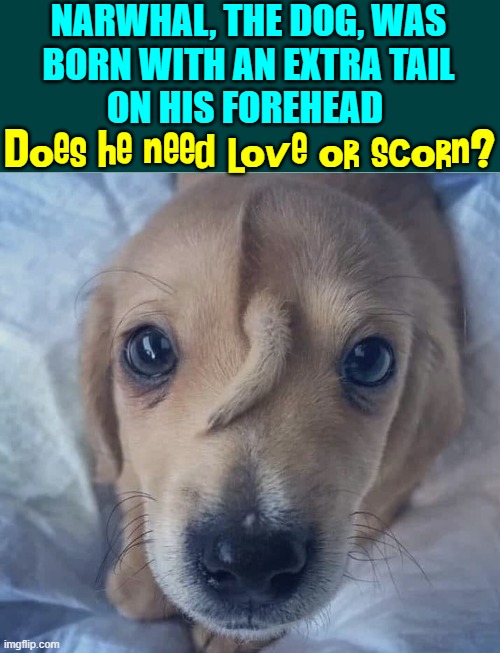 CUTE?  Do you want to see this? | NARWHAL, THE DOG, WAS
BORN WITH AN EXTRA TAIL
ON HIS FOREHEAD; Does he need love or scorn? | image tagged in vince vance,cursed image,unsee juice,can't unsee,memes,dogs | made w/ Imgflip meme maker