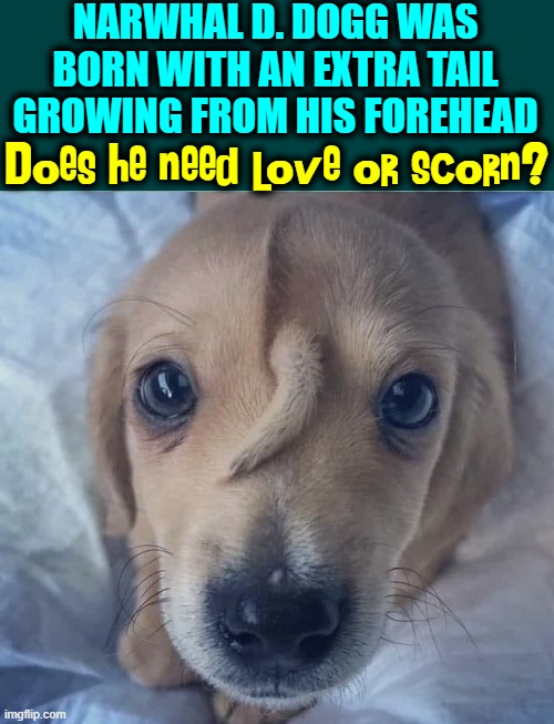 A Dog of Two Tails | NARWHAL D. DOGG WAS BORN WITH AN EXTRA TAIL GROWING FROM HIS FOREHEAD; Does he need love or scorn? | image tagged in vince vance,dogs,tails,narwhal,unicorn,memes | made w/ Imgflip meme maker