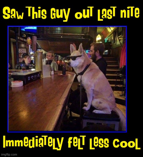 If this dog walks into a bar, picking up a girl is hopeless | image tagged in vince vance,cool dog,dogs,bar,memes,pickup lines | made w/ Imgflip meme maker