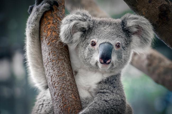 High Quality Koalas - the assholes of the animal kingdom Blank Meme Template