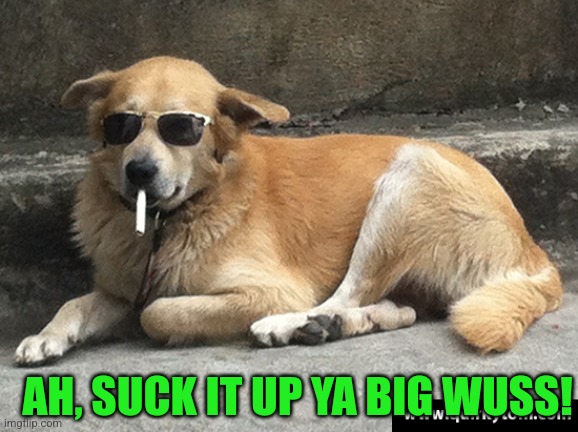 smoking dog | AH, SUCK IT UP YA BIG WUSS! | image tagged in smoking dog | made w/ Imgflip meme maker