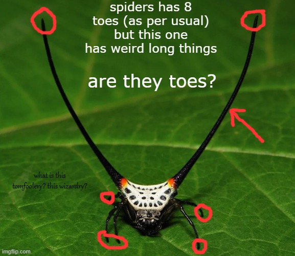 spiders has 8 toes (as per usual) but this one has weird long things; are they toes? what is this tomfoolery? this wizardry? | made w/ Imgflip meme maker