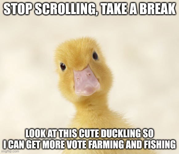 Cute Duckling | STOP SCROLLING, TAKE A BREAK; LOOK AT THIS CUTE DUCKLING SO I CAN GET MORE VOTE FARMING AND FISHING | image tagged in cute duckling | made w/ Imgflip meme maker