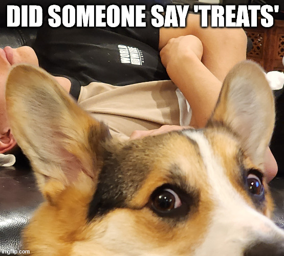 Lando Loves Treats | DID SOMEONE SAY 'TREATS' | image tagged in dog,treats | made w/ Imgflip meme maker
