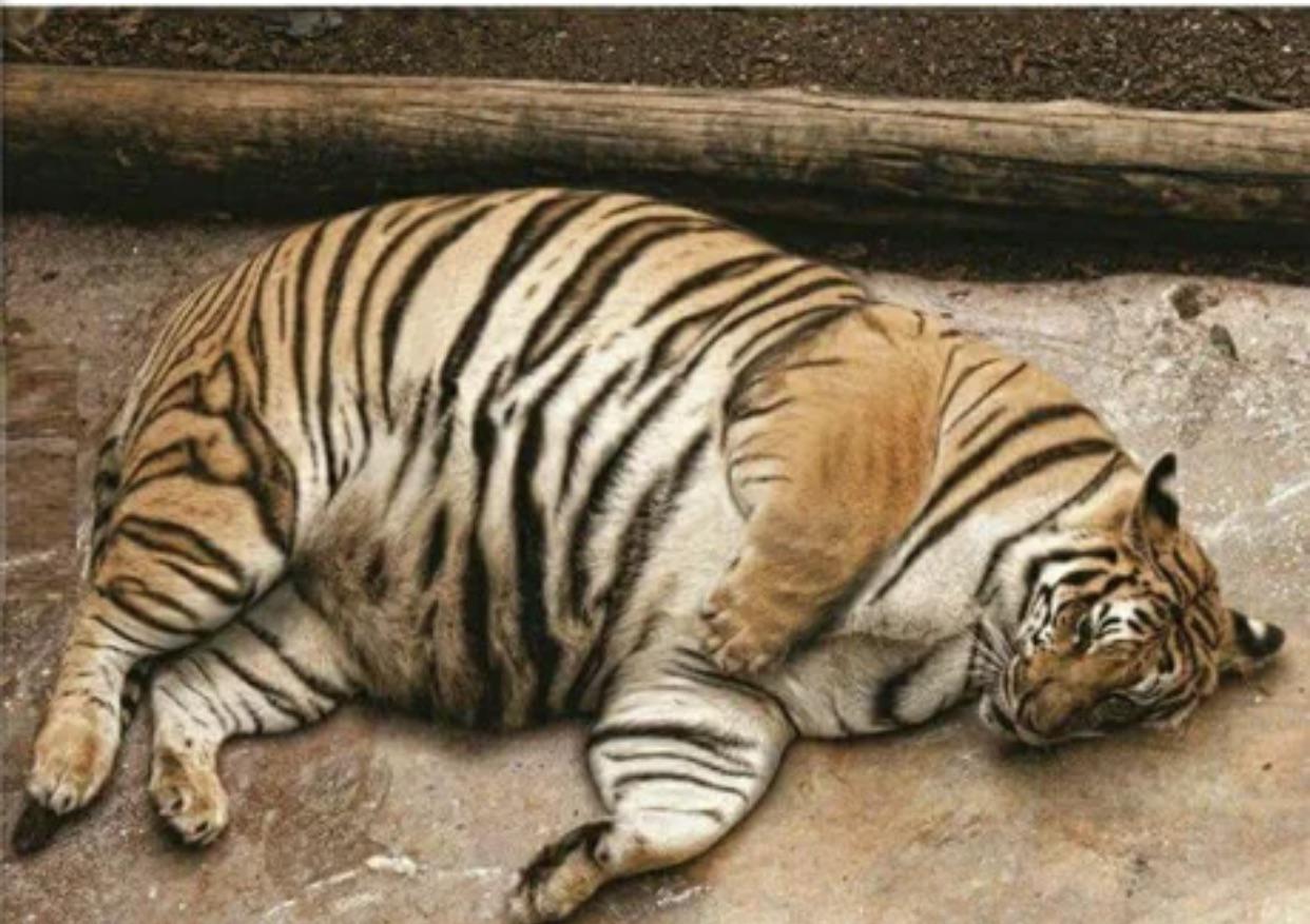 Chomky Toger Blank Meme Template