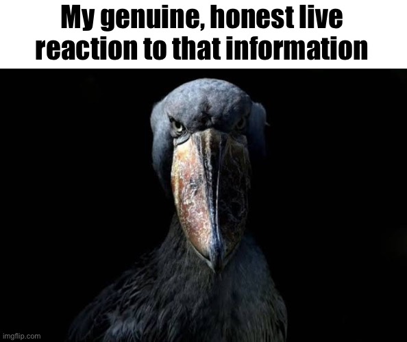 The W | My genuine, honest live reaction to that information | image tagged in the w | made w/ Imgflip meme maker