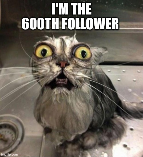 Astonished Wet Cat | I'M THE 600TH FOLLOWER | image tagged in astonished wet cat | made w/ Imgflip meme maker