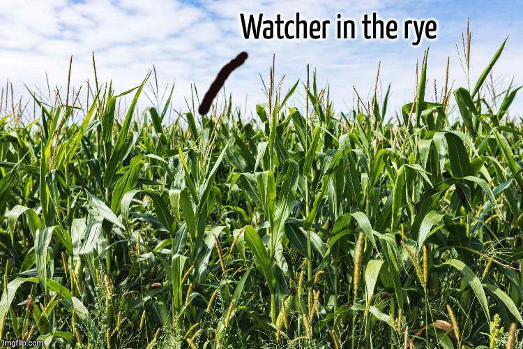 cornfield | Watcher in the rye | image tagged in cornfield | made w/ Imgflip meme maker