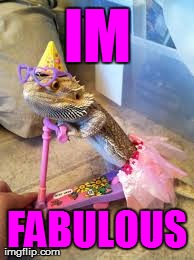 #fabulous | IM FABULOUS | image tagged in animals,awesome | made w/ Imgflip meme maker