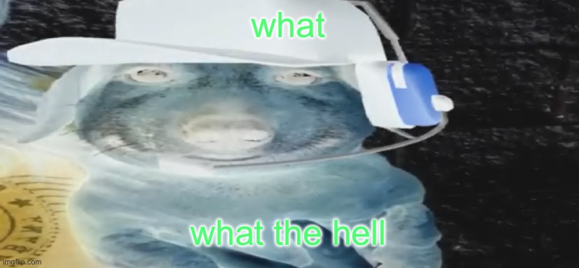 chucklenuts | what; what the hell | image tagged in chucklenuts | made w/ Imgflip meme maker