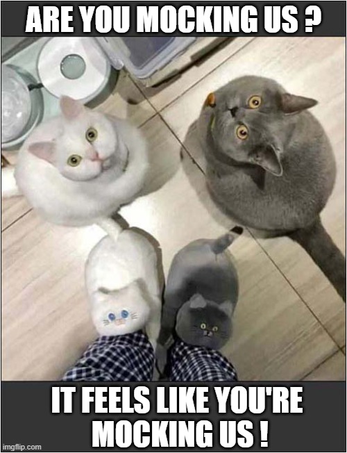 Cats Not Happy With Custom Fluffy Slippers ! | ARE YOU MOCKING US ? IT FEELS LIKE YOU'RE
 MOCKING US ! | image tagged in cats,fluffy,slippers,mocking | made w/ Imgflip meme maker