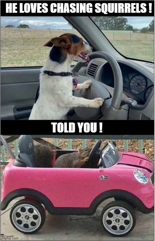Typical Dog ! | HE LOVES CHASING SQUIRRELS ! TOLD YOU ! | image tagged in dogs,driving,squirrels | made w/ Imgflip meme maker