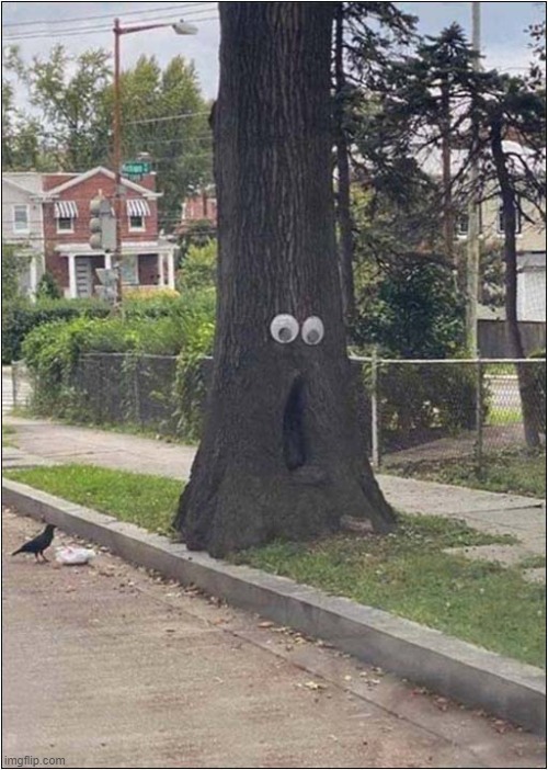 What Has Shocked That Tree ? | image tagged in trees,googly eyes,shocked | made w/ Imgflip meme maker