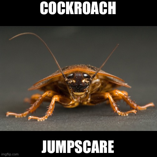 Cockroach | COCKROACH JUMPSCARE | image tagged in cockroach | made w/ Imgflip meme maker