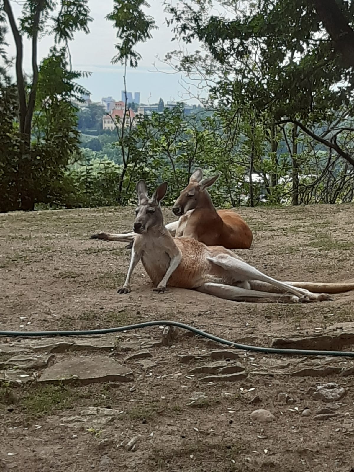 Kangaroos chillin Blank Meme Template