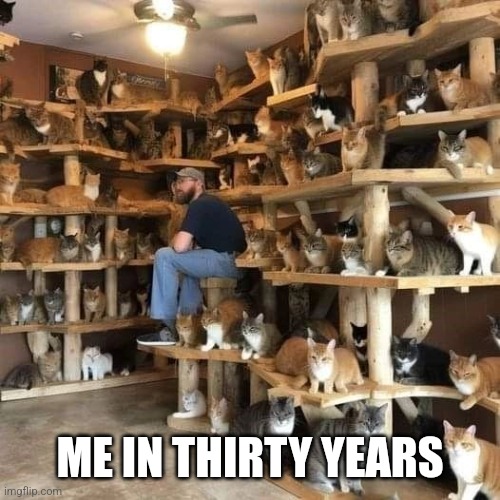 Cats are amazing :3 | ME IN THIRTY YEARS | image tagged in cats | made w/ Imgflip meme maker