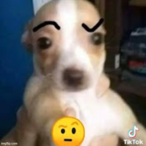 dog ayo | image tagged in dog ayo | made w/ Imgflip meme maker