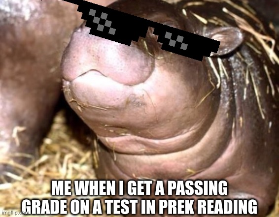 C+ | ME WHEN I GET A PASSING GRADE ON A TEST IN PREK READING | image tagged in judging hippo,hippo,hippopotamus,cool,kindergarten,stoopid | made w/ Imgflip meme maker