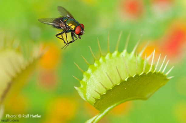 Venus flytrap with fly | image tagged in venus flytrap with fly | made w/ Imgflip meme maker