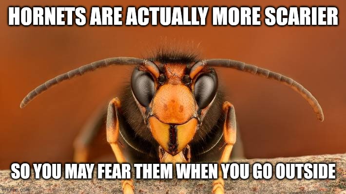 Murder Hornet | HORNETS ARE ACTUALLY MORE SCARIER SO YOU MAY FEAR THEM WHEN YOU GO OUTSIDE | image tagged in murder hornet | made w/ Imgflip meme maker