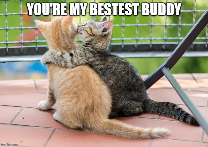 memes by Brad - These cats are bestest buddies | image tagged in funny,cats,cute kittens,funny cat memes,kitten,humor | made w/ Imgflip meme maker