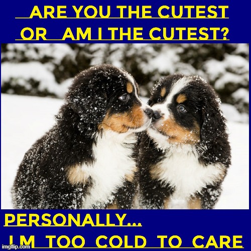 A Warm Meme to Cool you off this Summer | image tagged in vince vance,dogs,summer,cute puppies,winter,snow | made w/ Imgflip meme maker