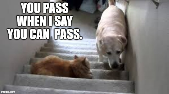 memes by Brad - My cat is in charge of the stairway with my dog - humor | image tagged in funny,cats,cute kitten,funny cat memes,funny dog memes,humor | made w/ Imgflip meme maker